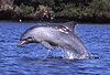 A dolphin in Port Adelaide River