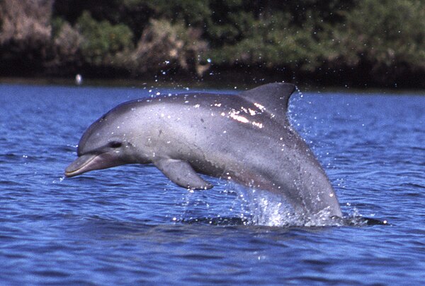 Indo-Pacific bottlenose dolphin, T. aduncus