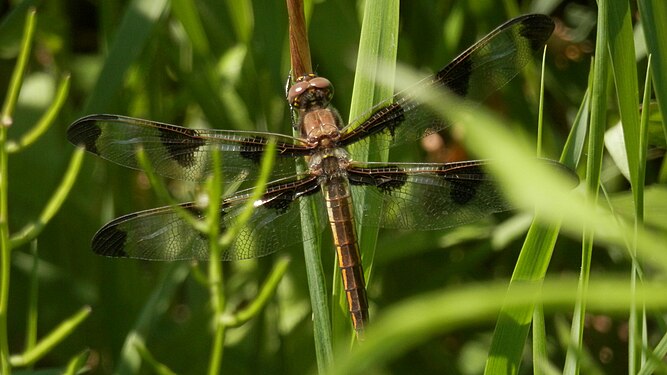 Twelve-spotted Skimmer (Libellula pulchella), Female