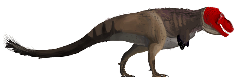 Life restoration of an adult T. rex with feathers (a trait that can be inferred by phylogenetic bracketing