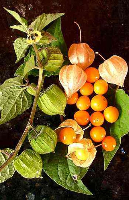 Physalis_peruviana