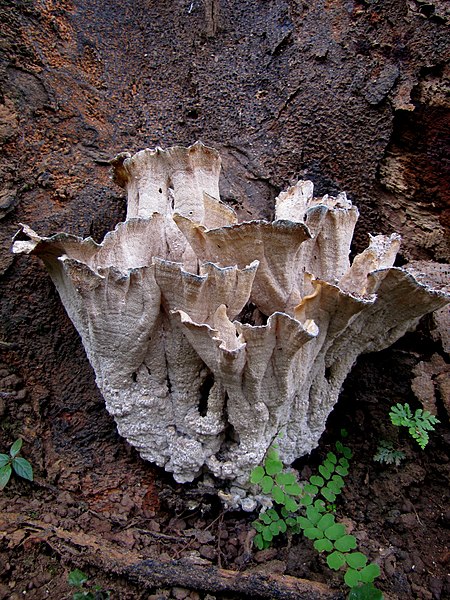 File:Unidentified fungi 6183.jpg