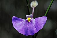 Utricularia volubilis