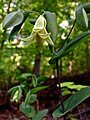 Uvularia perfoliata - Perfoliate Leaf Bellwort 2.jpg