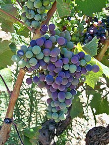 A cluster of grapes undergoing veraison. Veraison.JPG