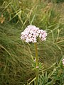 Valeriana officinalis