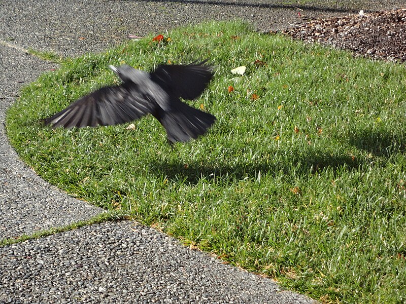 File:Vancouver-Birds-Crow2.jpg