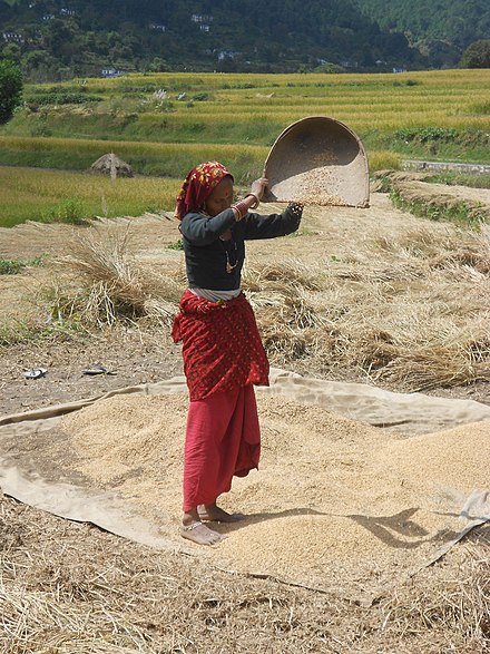 A woman winnowing rice, an important food crop in Uttarakhand