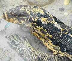 Description de l'image Varanus cumingi - Zoo Frankfurt.jpg.