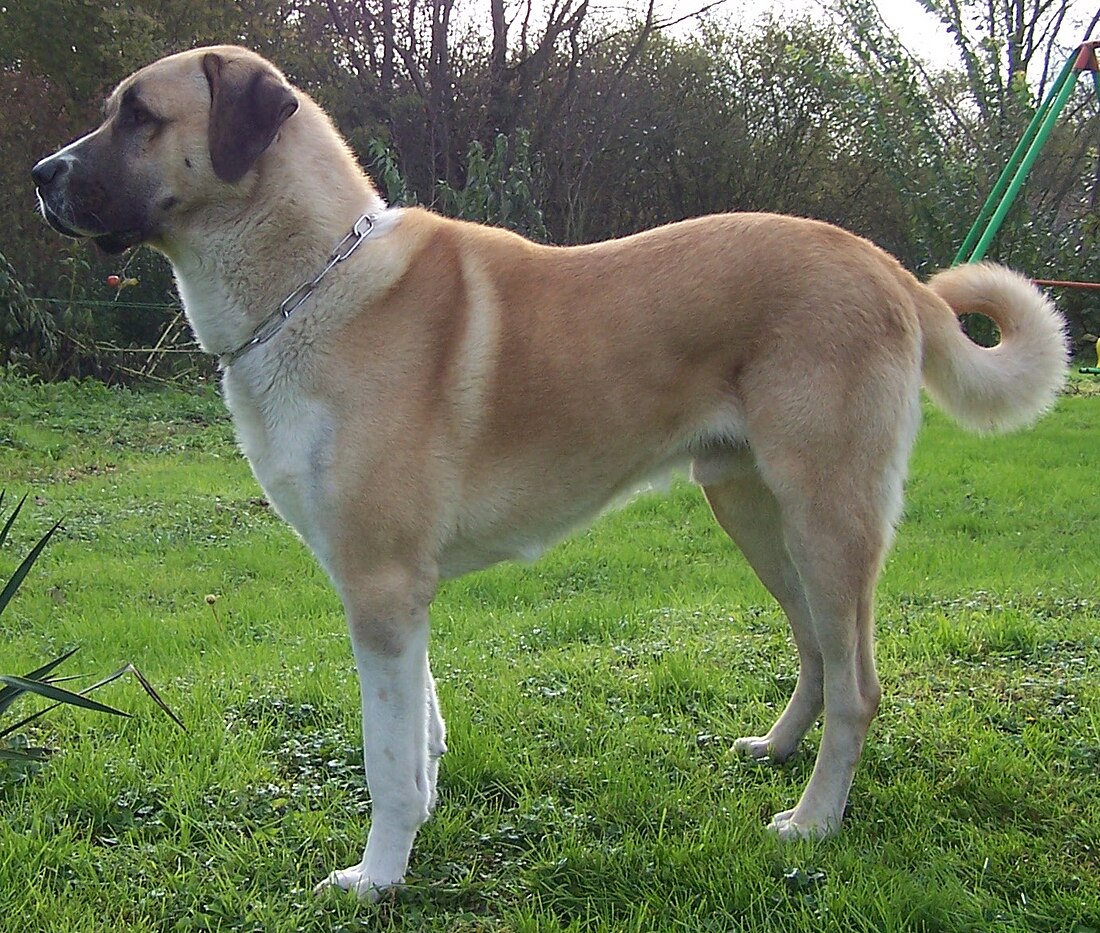 Kangal-Hirtenhund