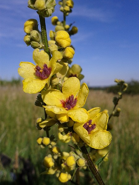 File:Verbascum chaixii subsp. austriacum2.jpg