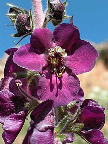 Verbascum wiedemannianum: this showy Mullein is typical of the central Anatolian steppe. Like most of the Turkish Verbascum-species it is endemic to Anatolia. Verbascum wiedemannianum.jpg