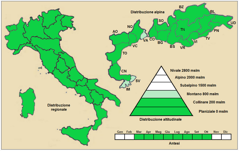 File:Veronica polita - Distribuzione.png