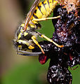 Vespula vulgaris