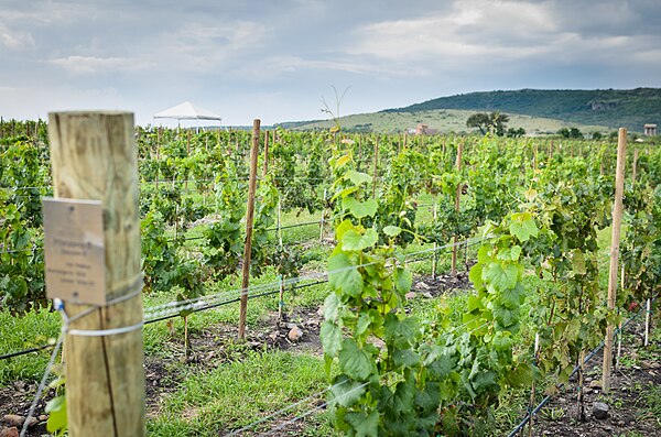 Vineyard in San Miguel de Allende, Guanajuato