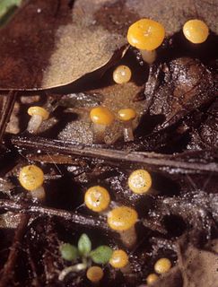 Vibrissea Genus of fungi