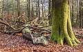 * Nomination Vierhouterbos (Staatsbosbeheer). Natural forest near Vierhouten. (fallen birch) --Agnes Monkelbaan 05:21, 24 March 2023 (UTC) * Promotion  Support Good quality. --XRay 05:38, 24 March 2023 (UTC)