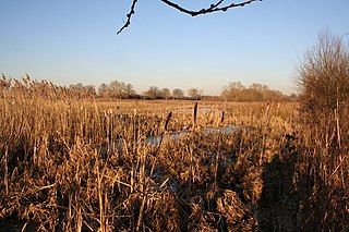 <span class="mw-page-title-main">Cholsey Marsh</span> Nature reserve near Cholsey, Oxfordshire, England