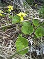 Viola biflora