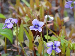 Viola cucullata flower.jpg