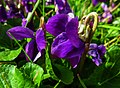 * Nomination Spring violets.--PROPOLI87 14:20, 7 March 2021 (UTC) * Decline Sorry, but the petals are blurred --F. Riedelio 15:44, 15 March 2021 (UTC)