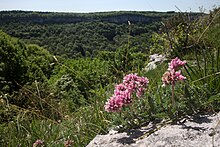 Anthyllid de montaña