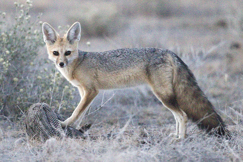 800px-Vulpes_chama_%28Etosha%29.jpg