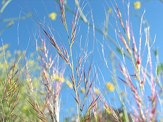 <i>Vulpia microstachys</i> species of plant