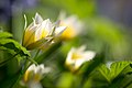 Waterlily Tulip - Flickr - Eklandet.jpg