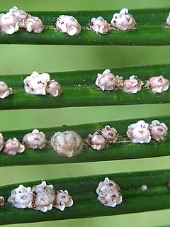 <span class="mw-page-title-main">Scale insect</span> Superfamily of insects