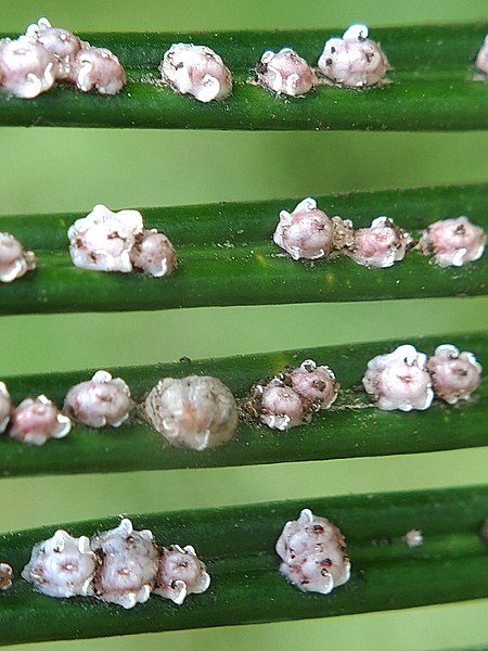 Scale insect