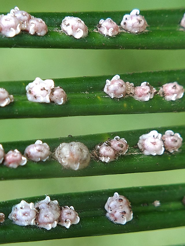 Scale Insects, Soft Scales, Wax Scales - Family Coccidae