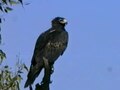 Dosya: Wedge-tailed Eagle sam95.ogv