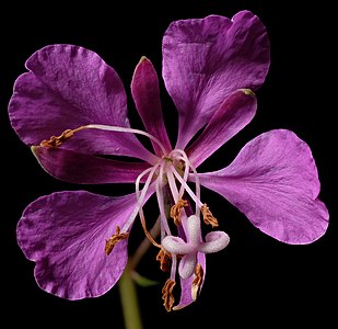 3. Platz: - Detail Blüte eines schmalblättrigen Weidenröschens (Epilobium angustifolium) im Naturpark Taunus Johannes Robalotoff