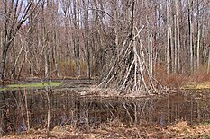 Wetland in Salem Township, Luzerne County, Pennsylvania.JPG