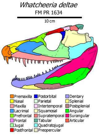 <i>Whatcheeria</i> Extinct genus of tetrapods