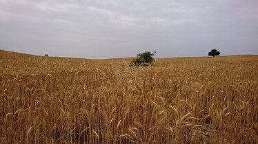 Wheat Farm in Behbahan, Iran