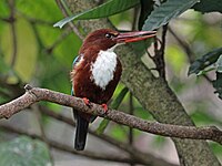 Kingfisher, White-throated Halcyon smyrnensis