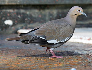 Colomba bianca (Zenaida asiatica) RWD.jpg