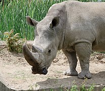 White rhinoceros head - Sofia zoo - 2.jpg