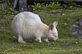 * Nomination White wallaby (Notamacropus rufogriseus rufogriseus) female --Charlesjsharp 12:07, 5 January 2024 (UTC) * Promotion  Support Good quality. --Ermell 18:17, 5 January 2024 (UTC)