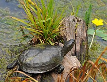 Parc sauvage de Bad Mergentheim. Europäische Sumpfschildkröte.jpg