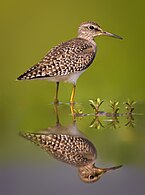 The wood sandpiper (Tringa glareola), Bangabandhu Sheikh Mujib Safari Park. Photograph: Abdul Momin