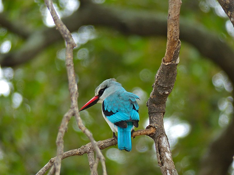 File:Woodland Kingfisher (Halcyon senegalensis) (11711035593).jpg