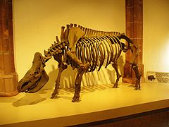 Karvase ninasarviku skelett