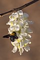 Xylocopa aestuans (carpenter bee) on flowers.jpg