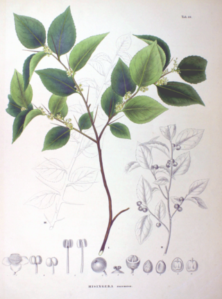 <i>Xylosma congesta</i> Species of flowering plant