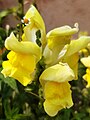 Yellow snapdragon flower