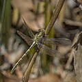 Yellow-striped hunter (Austrogomphus guerini) teneral male Hobart.jpg