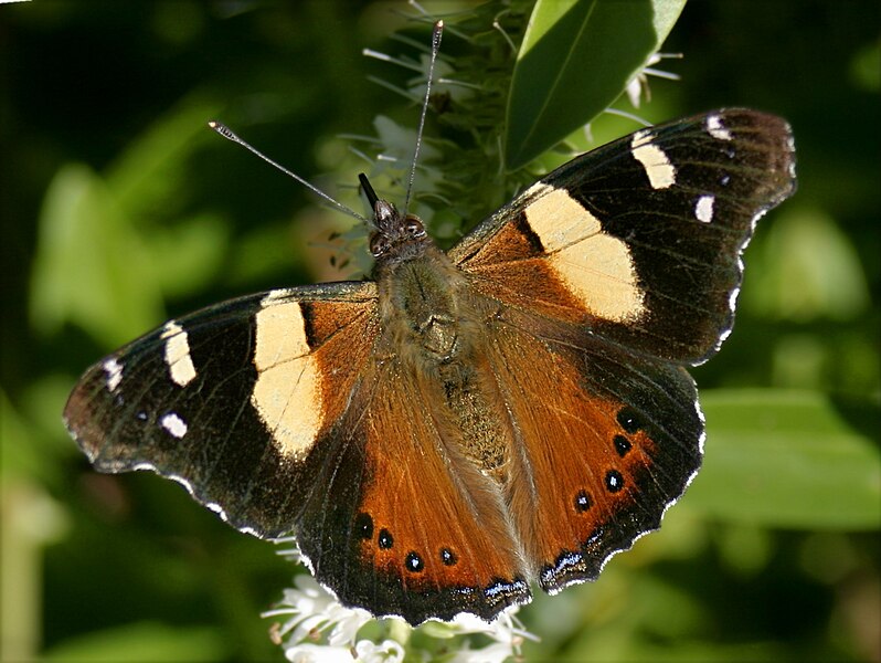 File:Yellow Admiral 05.JPG